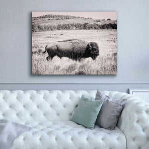 'Buffalo I BW' by Debra Van Swearingen, Canvas Wall Art,54 x 40