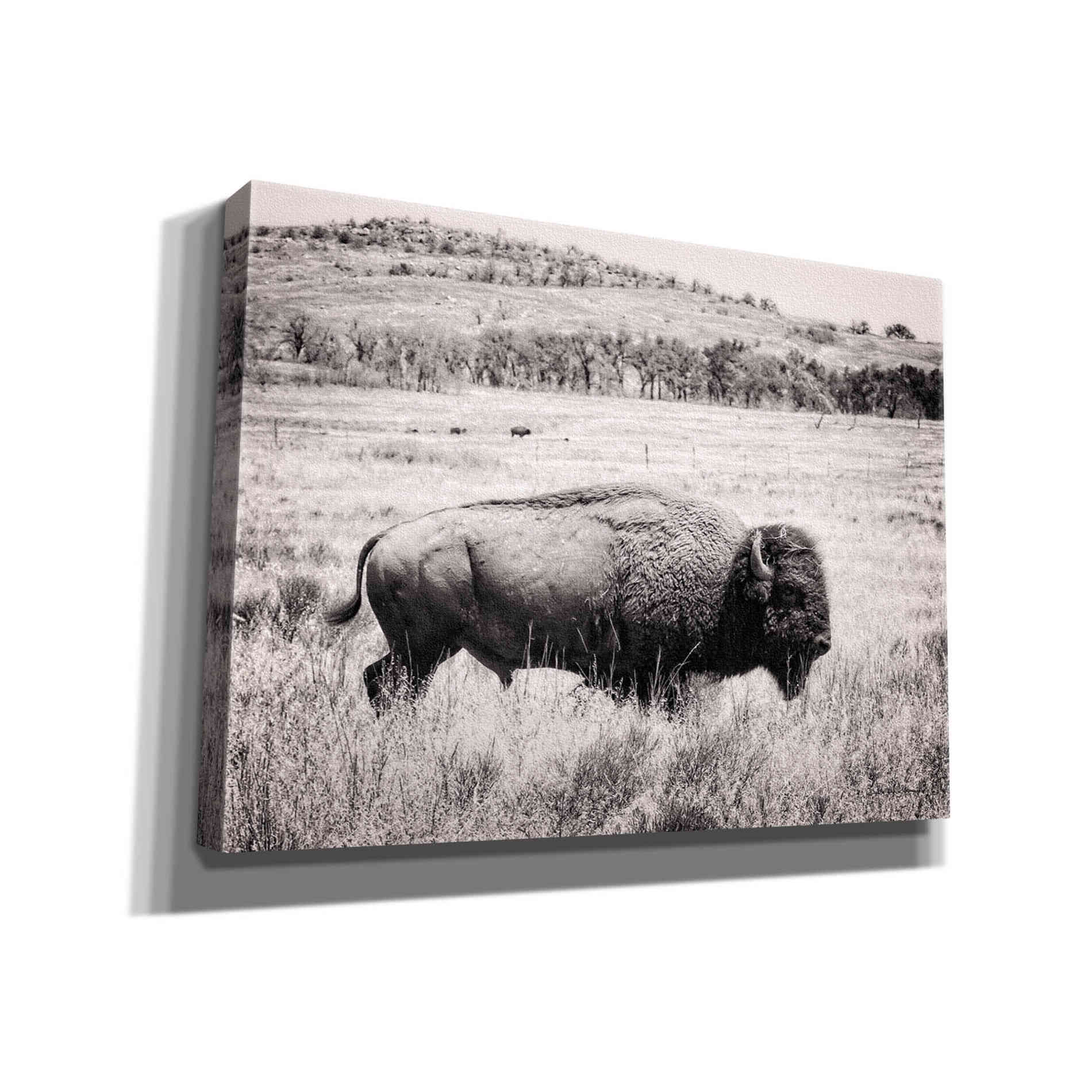 'Buffalo I BW' by Debra Van Swearingen, Canvas Wall Art,16x12x1.1x0,26x18x1.1x0,34x26x1.74x0,54x40x1.74x0