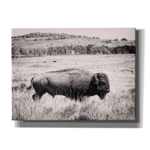 'Buffalo I BW' by Debra Van Swearingen, Canvas Wall Art,16x12x1.1x0,26x18x1.1x0,34x26x1.74x0,54x40x1.74x0
