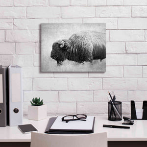 'Buffalo II BW' by Debra Van Swearingen, Canvas Wall Art,16 x 12