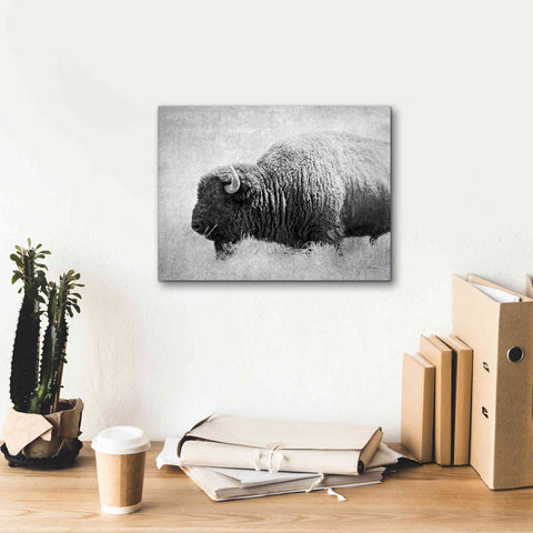 Image of 'Buffalo II BW' by Debra Van Swearingen, Canvas Wall Art,16 x 12