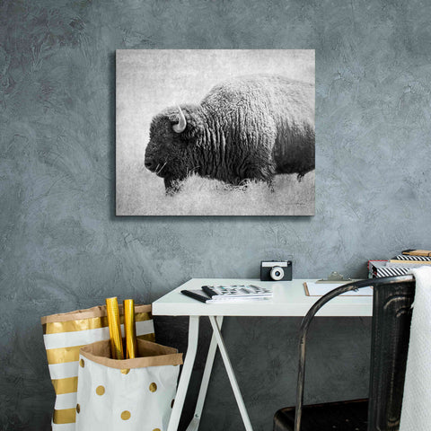 Image of 'Buffalo II BW' by Debra Van Swearingen, Canvas Wall Art,24 x 20