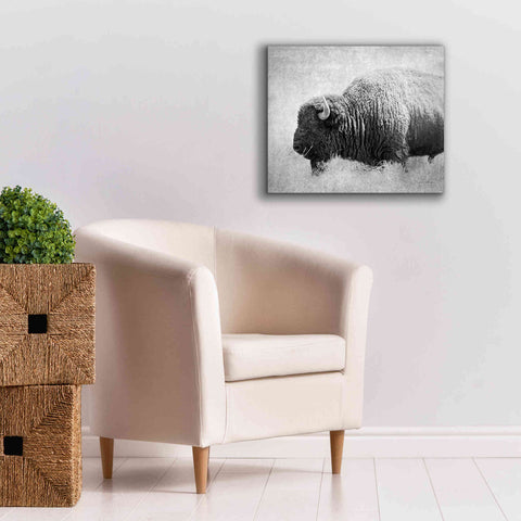 Image of 'Buffalo II BW' by Debra Van Swearingen, Canvas Wall Art,24 x 20