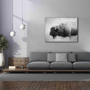 'Buffalo II BW' by Debra Van Swearingen, Canvas Wall Art,54 x 40