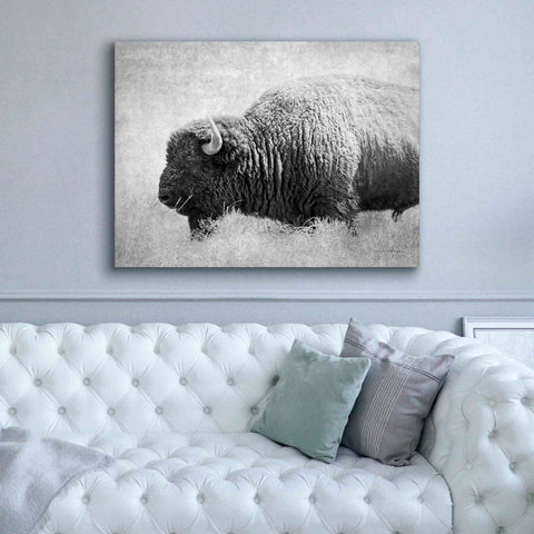 Image of 'Buffalo II BW' by Debra Van Swearingen, Canvas Wall Art,54 x 40