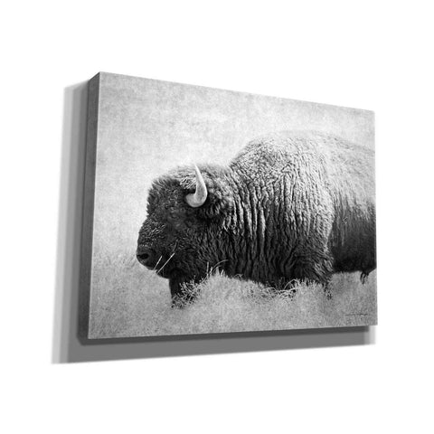 Image of 'Buffalo II BW' by Debra Van Swearingen, Canvas Wall Art,16x12x1.1x0,24x20x1.1x0,30x26x1.74x0,54x40x1.74x0