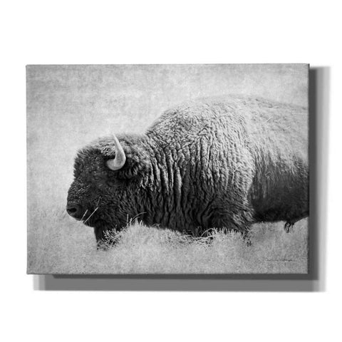 Image of 'Buffalo II BW' by Debra Van Swearingen, Canvas Wall Art,16x12x1.1x0,24x20x1.1x0,30x26x1.74x0,54x40x1.74x0