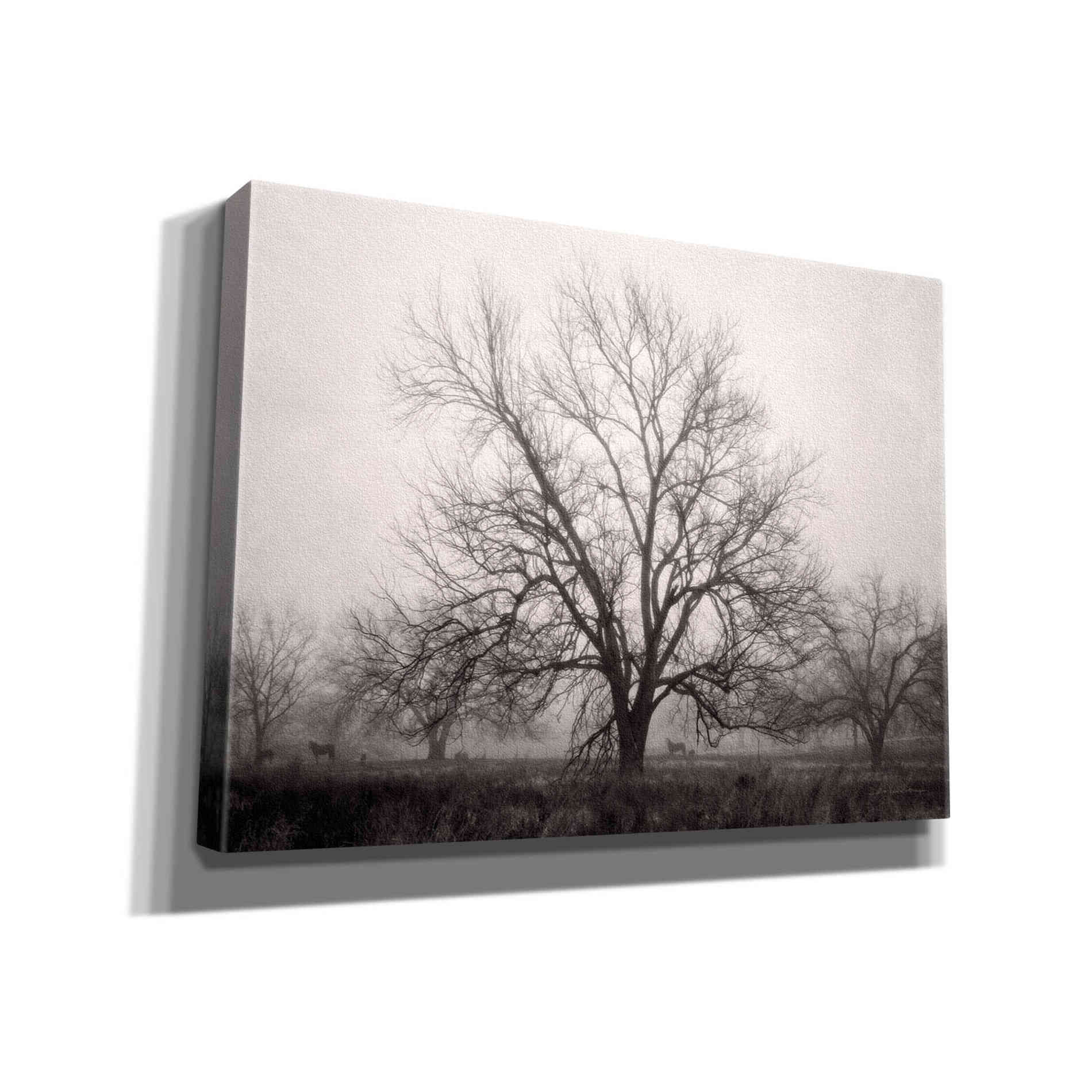 'Morning Calm I BW' by Debra Van Swearingen, Canvas Wall Art,16x12x1.1x0,26x18x1.1x0,34x26x1.74x0,54x40x1.74x0