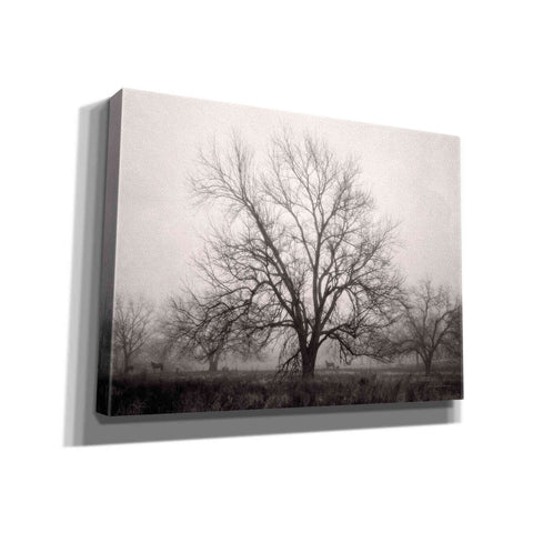Image of 'Morning Calm I BW' by Debra Van Swearingen, Canvas Wall Art,16x12x1.1x0,26x18x1.1x0,34x26x1.74x0,54x40x1.74x0