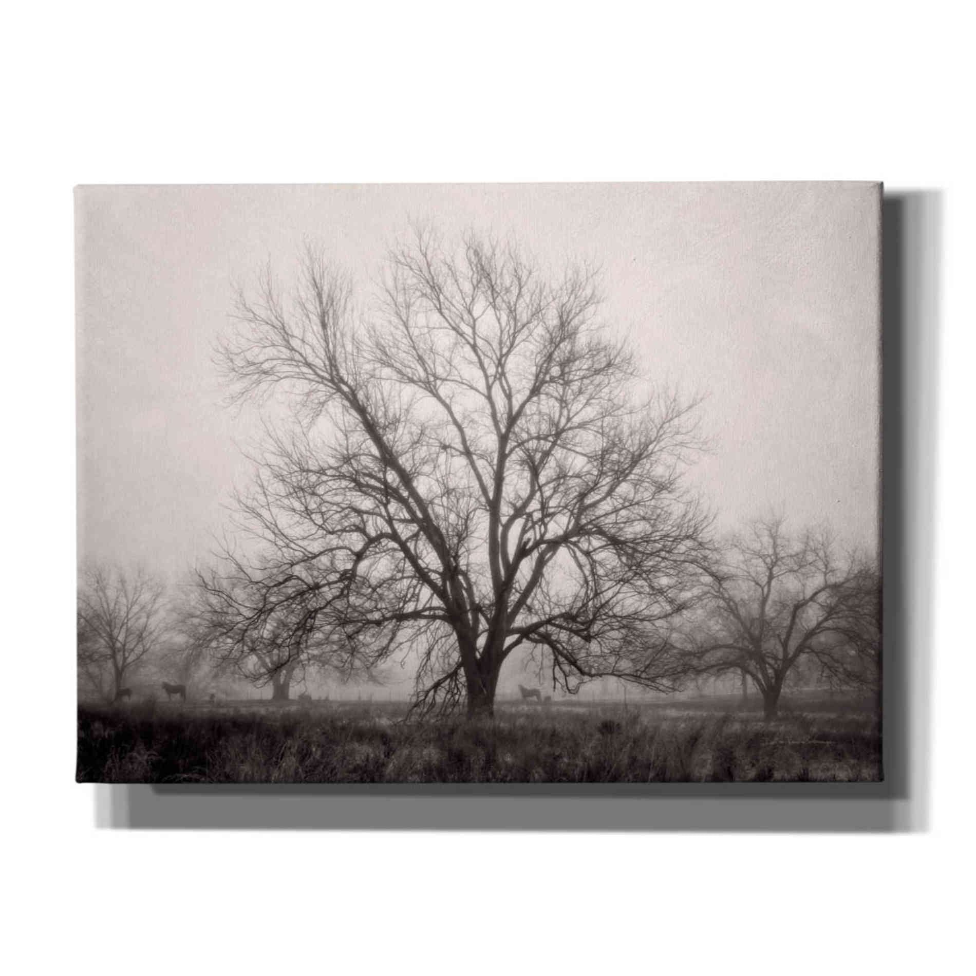'Morning Calm I BW' by Debra Van Swearingen, Canvas Wall Art,16x12x1.1x0,26x18x1.1x0,34x26x1.74x0,54x40x1.74x0