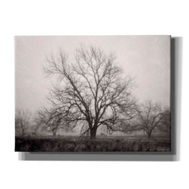 'Morning Calm I BW' by Debra Van Swearingen, Canvas Wall Art,16x12x1.1x0,26x18x1.1x0,34x26x1.74x0,54x40x1.74x0