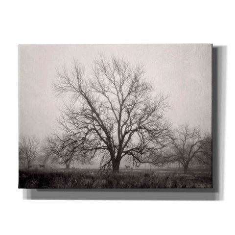 Image of 'Morning Calm I BW' by Debra Van Swearingen, Canvas Wall Art,16x12x1.1x0,26x18x1.1x0,34x26x1.74x0,54x40x1.74x0
