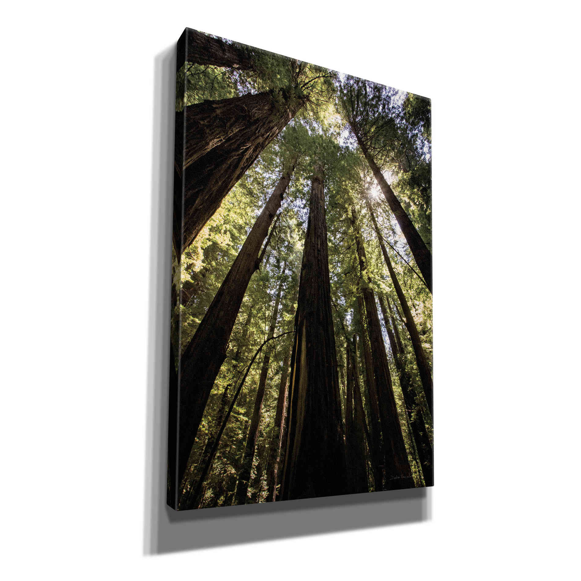 'The Stand' by Debra Van Swearingen, Canvas Wall Art,12x18x1.1x0,18x26x1.1x0,26x40x1.74x0,40x60x1.74x0