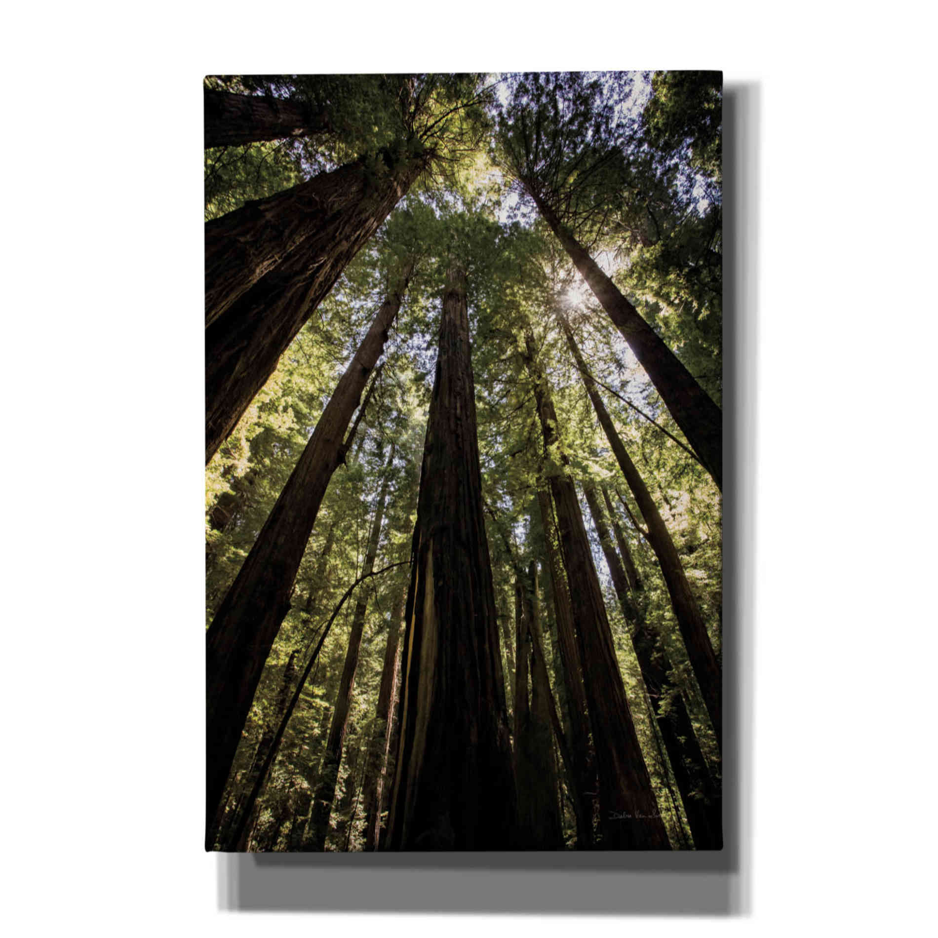 'The Stand' by Debra Van Swearingen, Canvas Wall Art,12x18x1.1x0,18x26x1.1x0,26x40x1.74x0,40x60x1.74x0