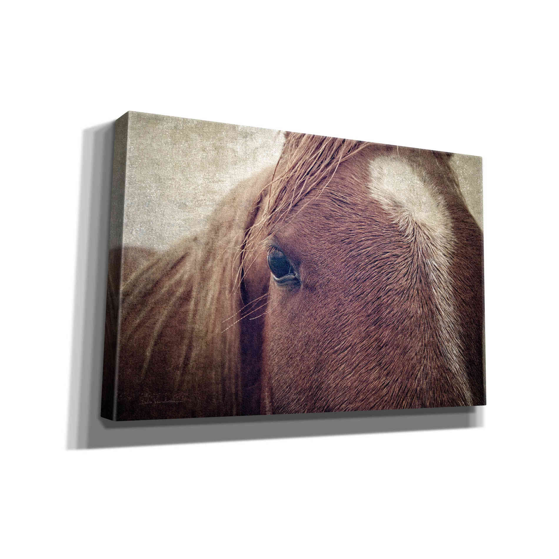'Dew Lashes' by Debra Van Swearingen, Canvas Wall Art,18x12x1.1x0,26x18x1.1x0,40x26x1.74x0,60x40x1.74x0