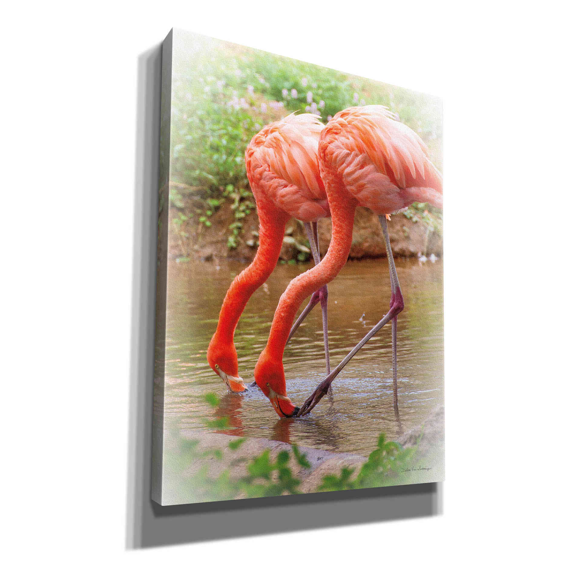'Two Flamingos' by Debra Van Swearingen, Canvas Wall Art,12x16x1.1x0,18x26x1.1x0,26x34x1.74x0,40x54x1.74x0