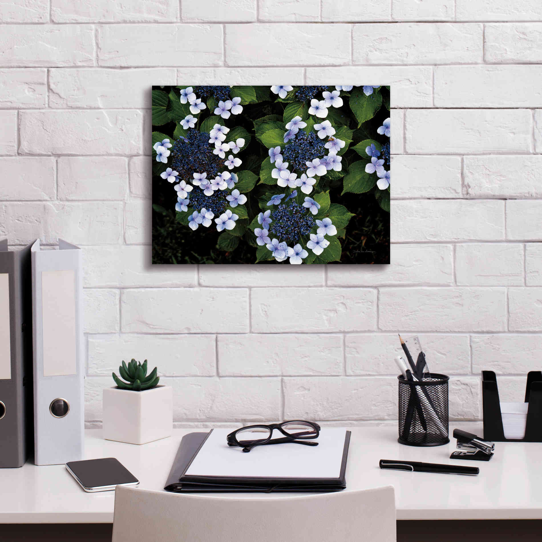 'Hydrangeas Opening' by Debra Van Swearingen, Canvas Wall Art,16 x 12