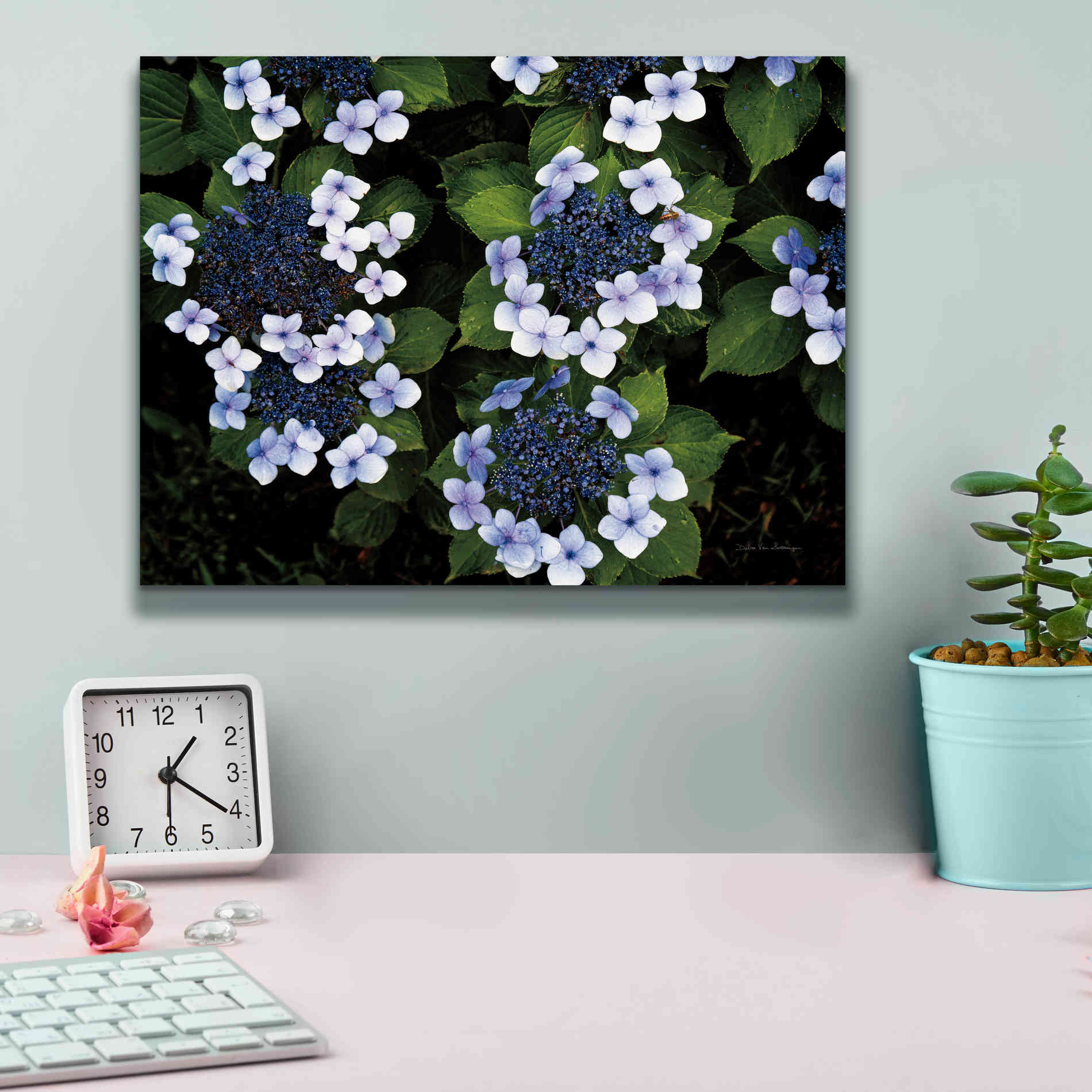 'Hydrangeas Opening' by Debra Van Swearingen, Canvas Wall Art,16 x 12