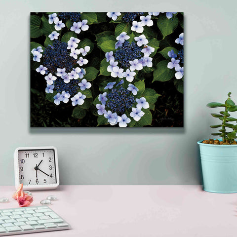 Image of 'Hydrangeas Opening' by Debra Van Swearingen, Canvas Wall Art,16 x 12