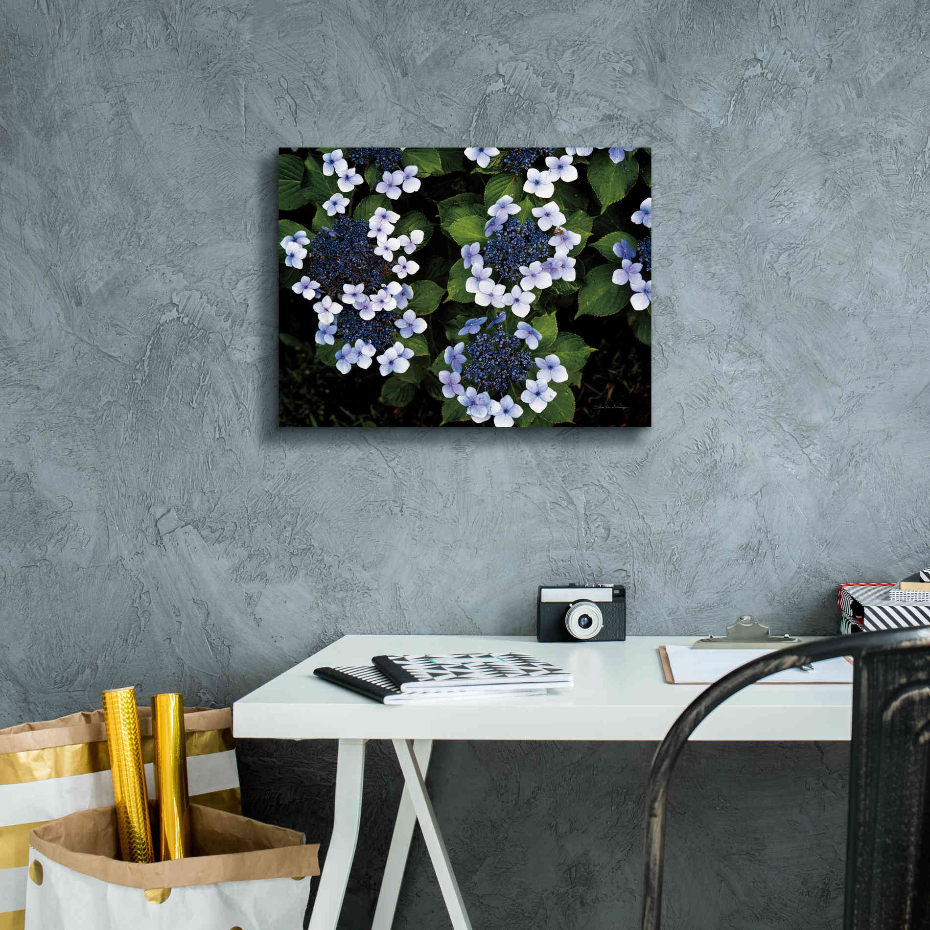 'Hydrangeas Opening' by Debra Van Swearingen, Canvas Wall Art,16 x 12