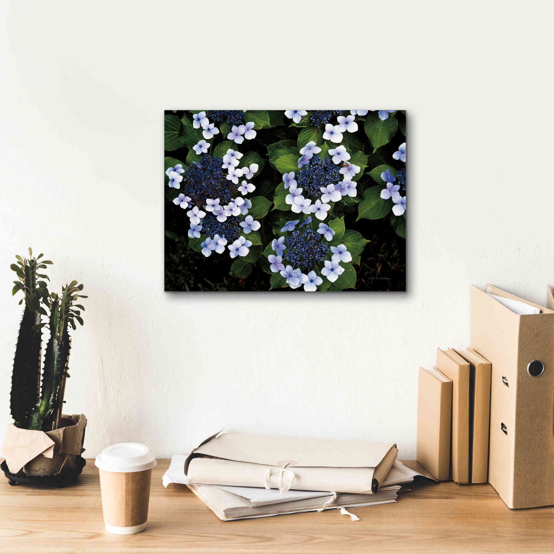 'Hydrangeas Opening' by Debra Van Swearingen, Canvas Wall Art,16 x 12