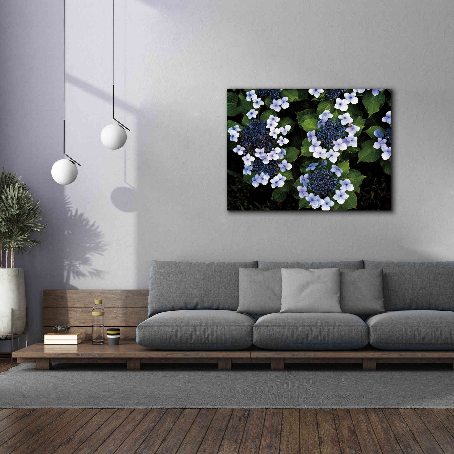 'Hydrangeas Opening' by Debra Van Swearingen, Canvas Wall Art,54 x 40