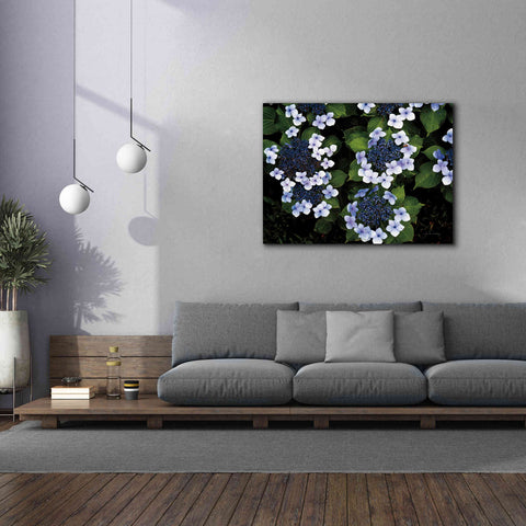 Image of 'Hydrangeas Opening' by Debra Van Swearingen, Canvas Wall Art,54 x 40