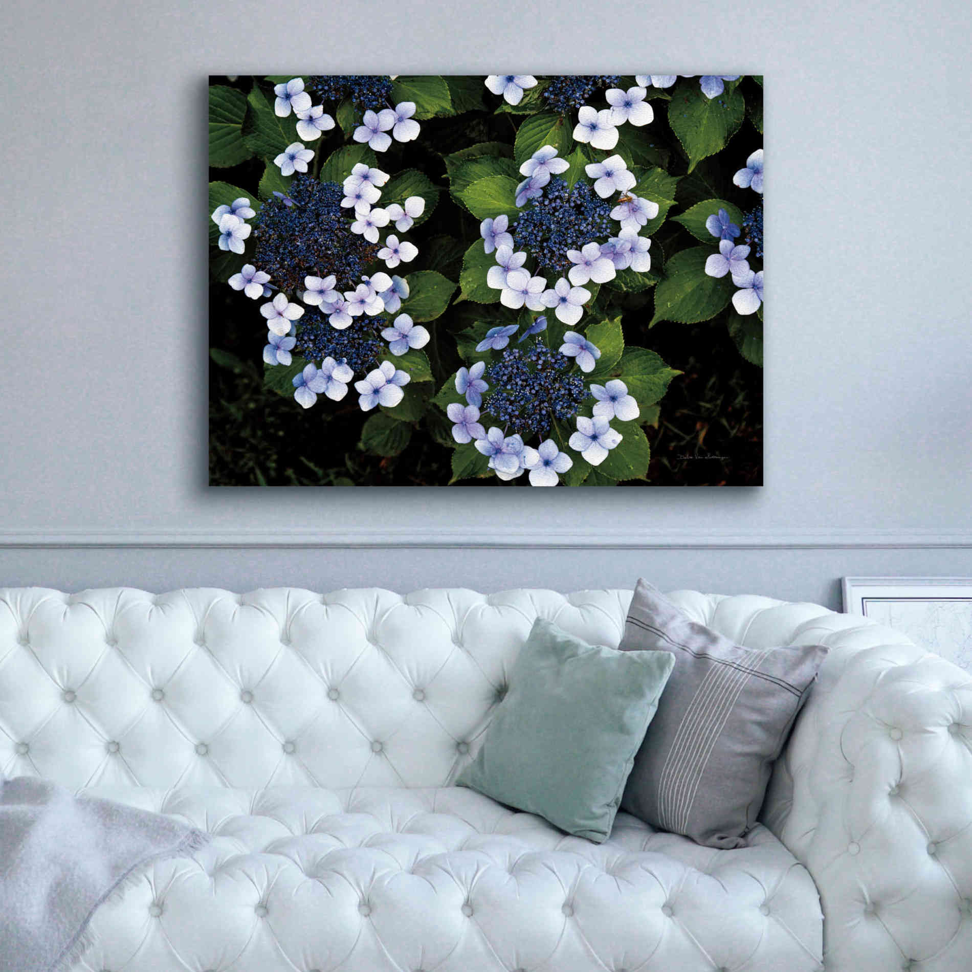 'Hydrangeas Opening' by Debra Van Swearingen, Canvas Wall Art,54 x 40
