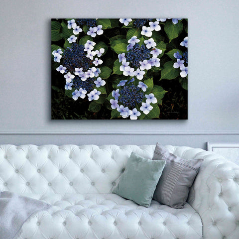 Image of 'Hydrangeas Opening' by Debra Van Swearingen, Canvas Wall Art,54 x 40