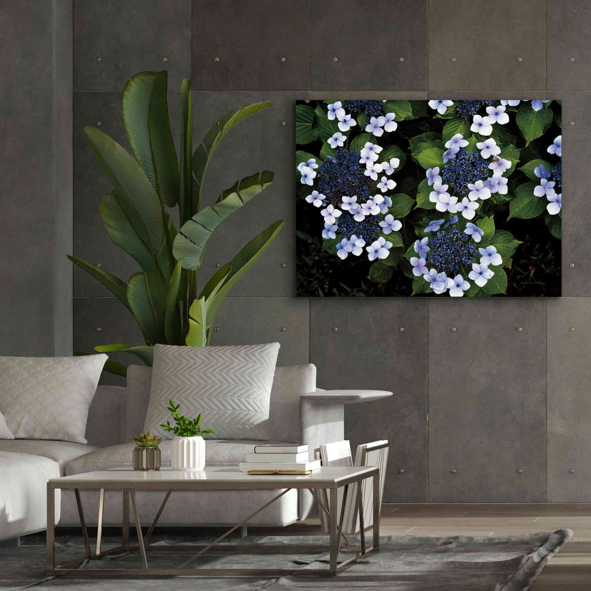 'Hydrangeas Opening' by Debra Van Swearingen, Canvas Wall Art,54 x 40