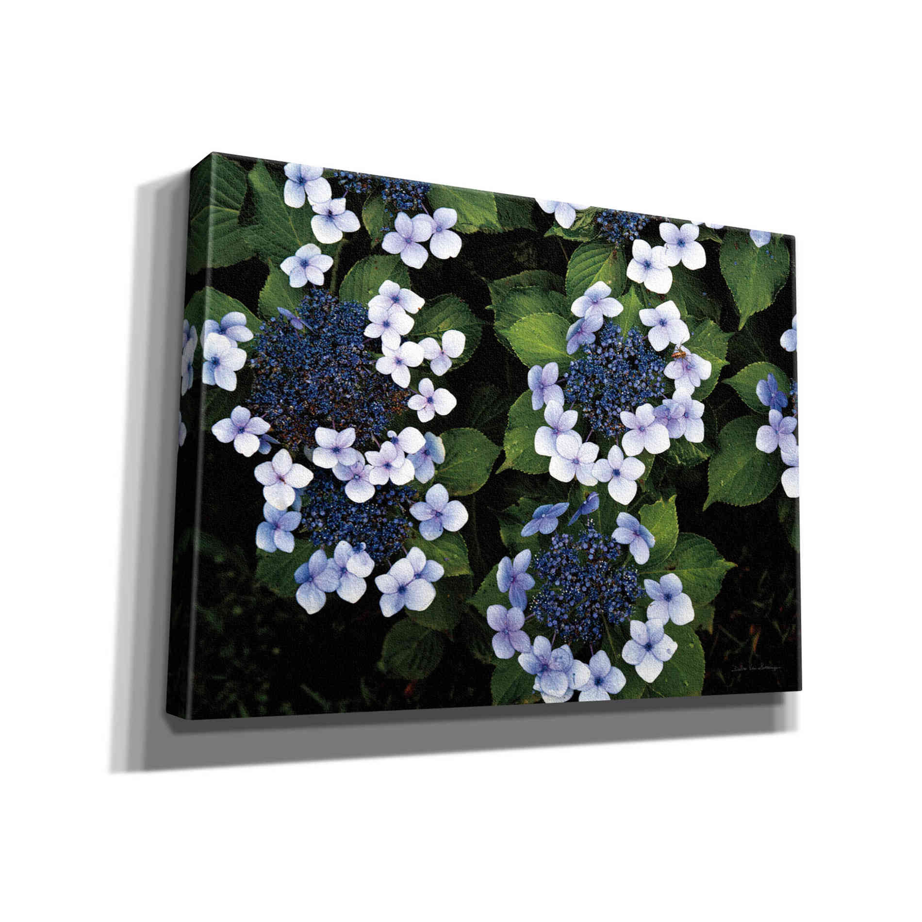 'Hydrangeas Opening' by Debra Van Swearingen, Canvas Wall Art,16x12x1.1x0,26x18x1.1x0,34x26x1.74x0,54x40x1.74x0
