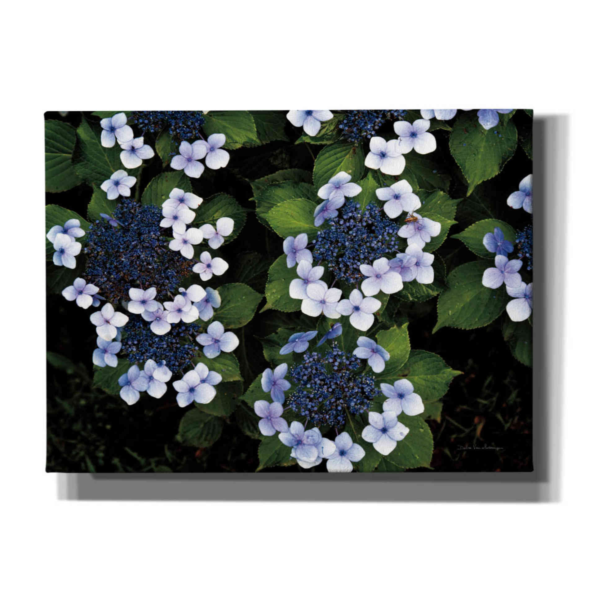 'Hydrangeas Opening' by Debra Van Swearingen, Canvas Wall Art,16x12x1.1x0,26x18x1.1x0,34x26x1.74x0,54x40x1.74x0