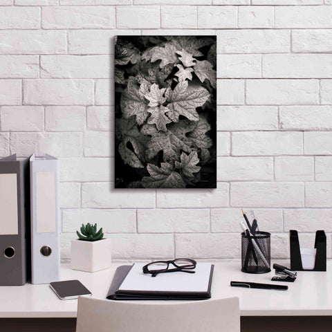 Image of 'Hydrangea Leaves in Black and White' by Debra Van Swearingen, Canvas Wall Art,12 x 18