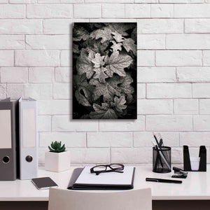 'Hydrangea Leaves in Black and White' by Debra Van Swearingen, Canvas Wall Art,12 x 18