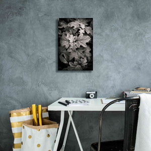 'Hydrangea Leaves in Black and White' by Debra Van Swearingen, Canvas Wall Art,12 x 18