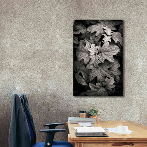 'Hydrangea Leaves in Black and White' by Debra Van Swearingen, Canvas Wall Art,26 x 40