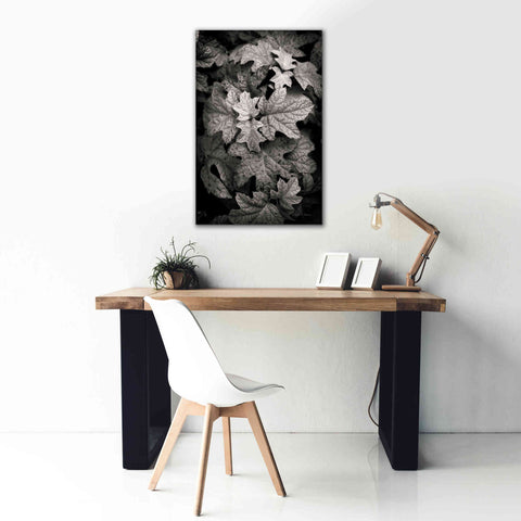 Image of 'Hydrangea Leaves in Black and White' by Debra Van Swearingen, Canvas Wall Art,26 x 40