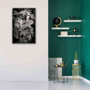 'Hydrangea Leaves in Black and White' by Debra Van Swearingen, Canvas Wall Art,26 x 40