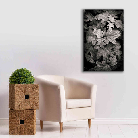 Image of 'Hydrangea Leaves in Black and White' by Debra Van Swearingen, Canvas Wall Art,26 x 40