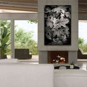 'Hydrangea Leaves in Black and White' by Debra Van Swearingen, Canvas Wall Art,40 x 60