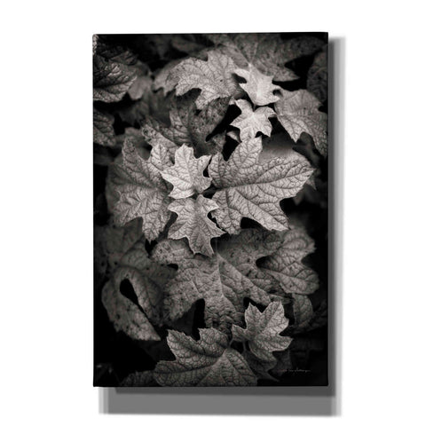 Image of 'Hydrangea Leaves in Black and White' by Debra Van Swearingen, Canvas Wall Art,12x18x1.1x0,18x26x1.1x0,26x40x1.74x0,40x60x1.74x0
