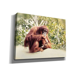 'Orangutan' by Debra Van Swearingen, Canvas Wall Art,16x12x1.1x0,26x18x1.1x0,34x26x1.74x0,54x40x1.74x0