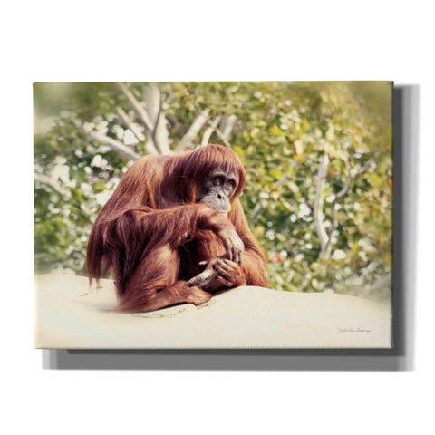 Image of 'Orangutan' by Debra Van Swearingen, Canvas Wall Art,16x12x1.1x0,26x18x1.1x0,34x26x1.74x0,54x40x1.74x0