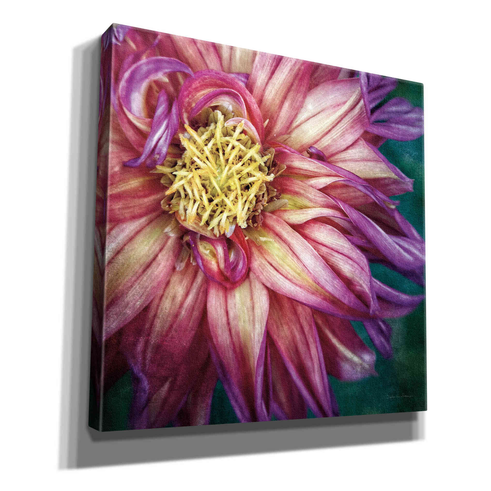 'Dahlia I' by Debra Van Swearingen, Canvas Wall Art,12x12x1.1x0,18x18x1.1x0,26x26x1.74x0,37x37x1.74x0