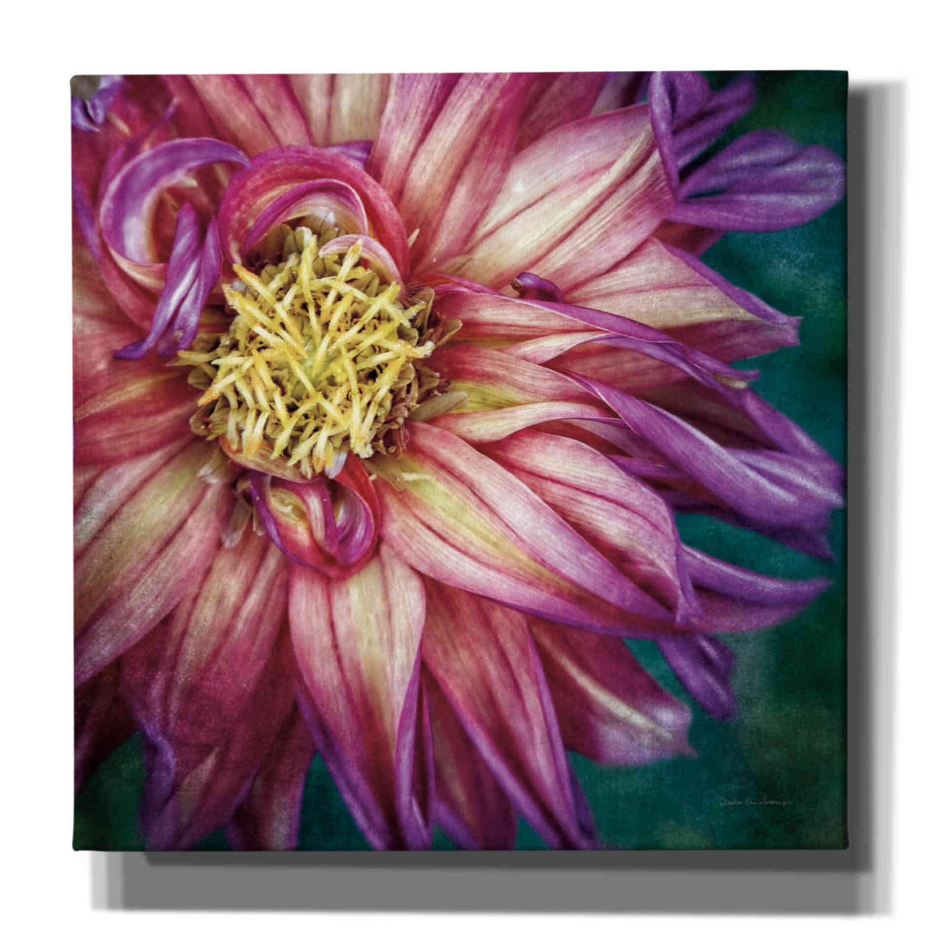 'Dahlia I' by Debra Van Swearingen, Canvas Wall Art,12x12x1.1x0,18x18x1.1x0,26x26x1.74x0,37x37x1.74x0