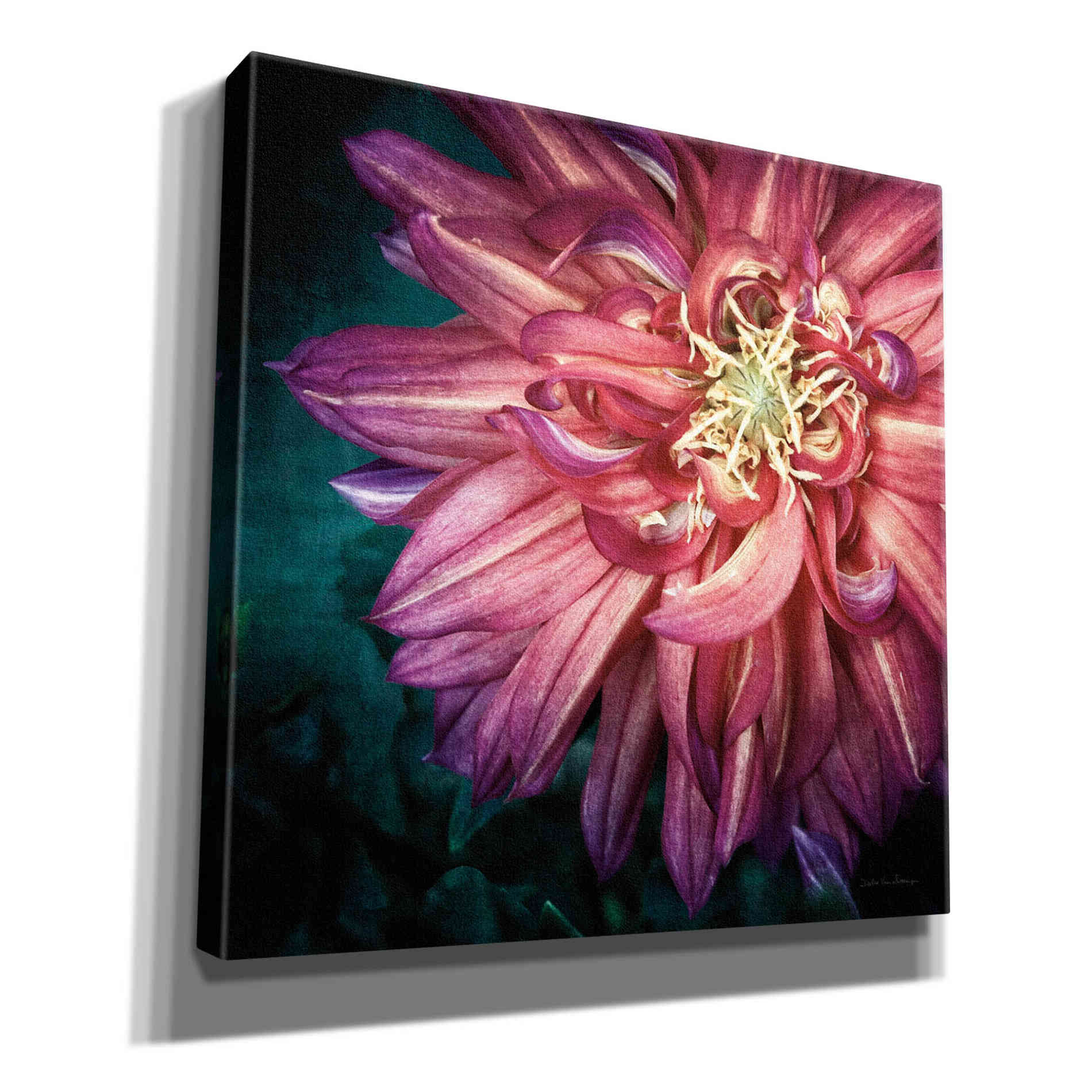 'Dahlia II' by Debra Van Swearingen, Canvas Wall Art,12x12x1.1x0,18x18x1.1x0,26x26x1.74x0,37x37x1.74x0