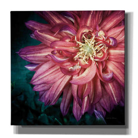 'Dahlia II' by Debra Van Swearingen, Canvas Wall Art,12x12x1.1x0,18x18x1.1x0,26x26x1.74x0,37x37x1.74x0