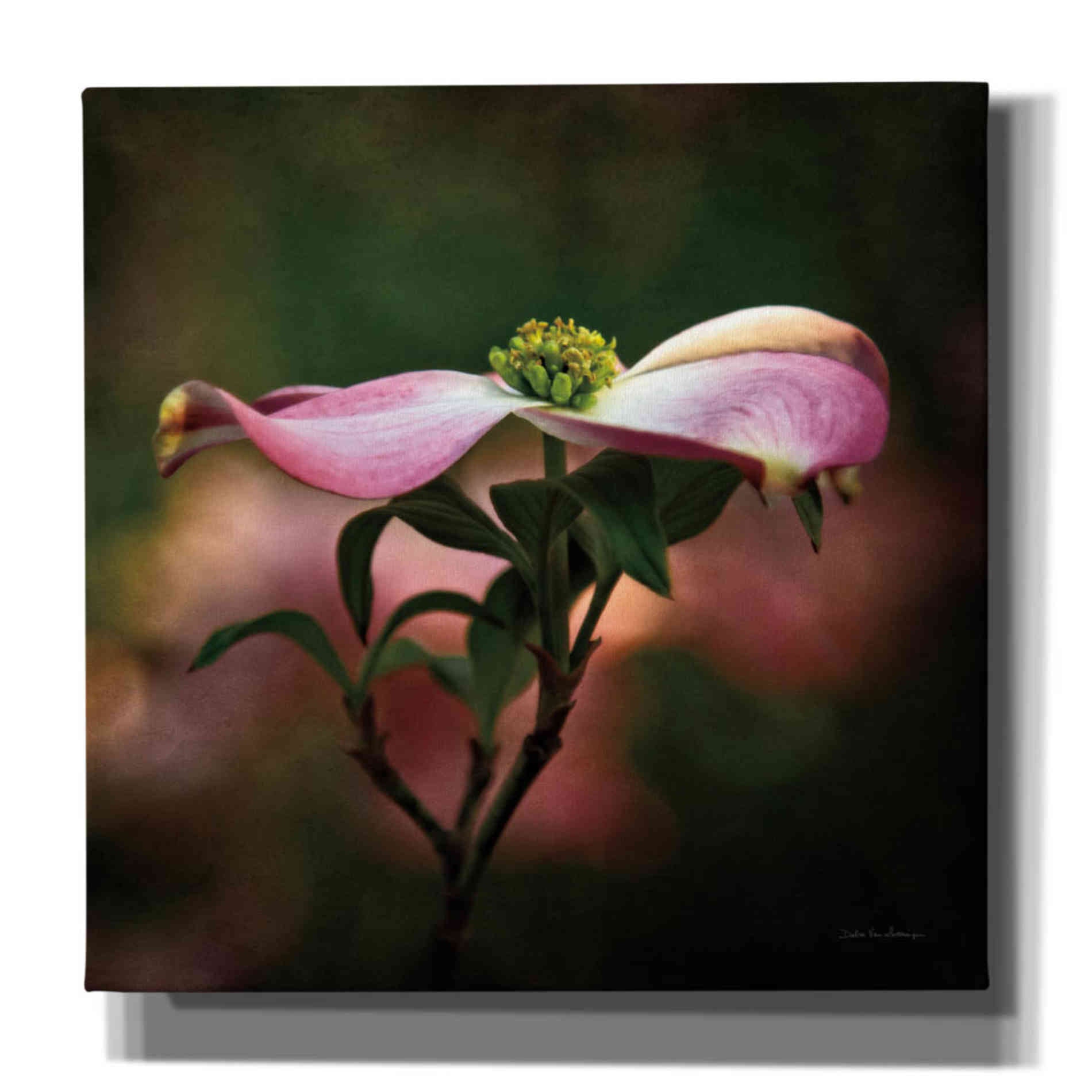 'Pink Dogwood I' by Debra Van Swearingen, Canvas Wall Art,12x12x1.1x0,18x18x1.1x0,26x26x1.74x0,37x37x1.74x0