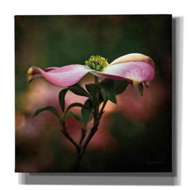 'Pink Dogwood I' by Debra Van Swearingen, Canvas Wall Art,12x12x1.1x0,18x18x1.1x0,26x26x1.74x0,37x37x1.74x0
