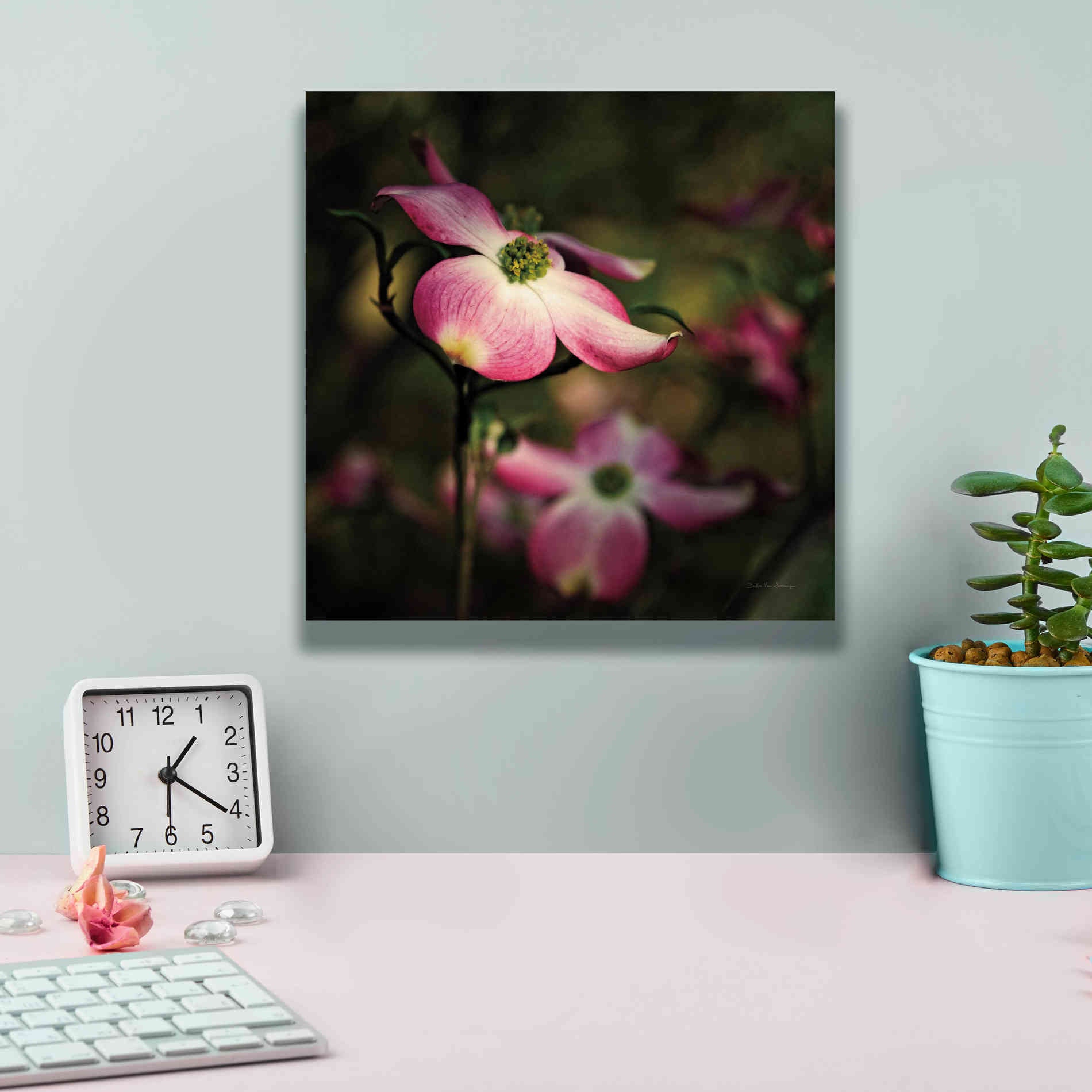 'Pink Dogwood II' by Debra Van Swearingen, Canvas Wall Art,12 x 12